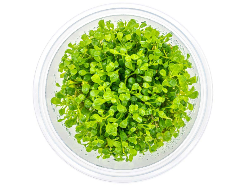 Australisches Zungenblatt - Glossostigma elatinoides in vitro